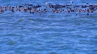 Flock of Cormorants Hunting in Ocean Water Footage.