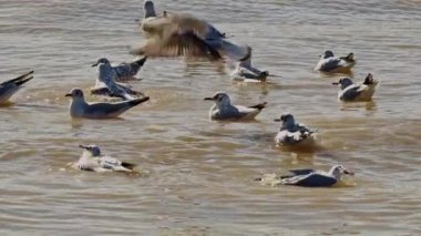 Slow Motion Shot of Seagulls Bathing and Splashing Water.