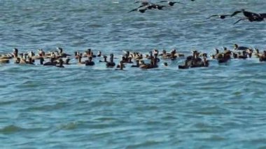 Flock of Cormorants Hunting in Ocean Water Footage.