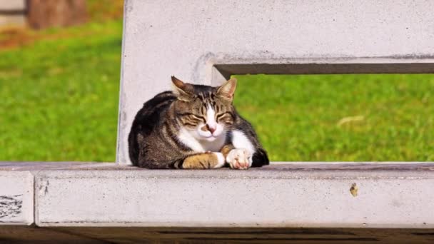 コンクリートの床に座っているネッピング野良猫 — ストック動画