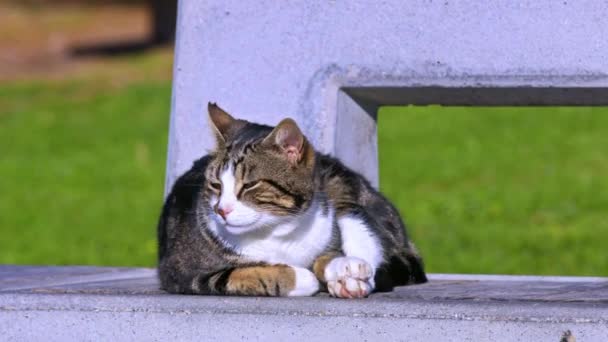 Napping Stray Cat Sitting Concrete Floor — 图库视频影像