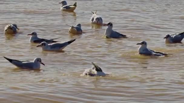 Slow Motion Shot Seagulls Bathing Splashing Water — Vídeos de Stock