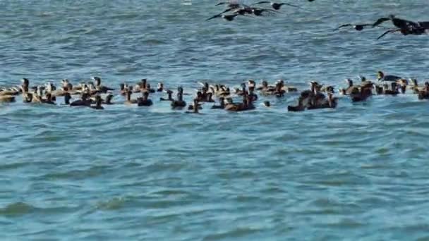 Flock Cormorants Hunting Ocean Water Footage — Stockvideo