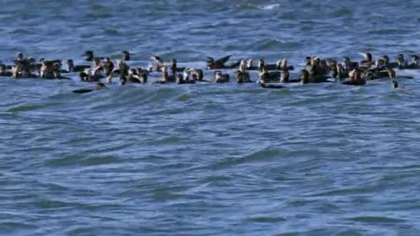Flock Cormorants Hunting Ocean Water Footage — стоковое видео