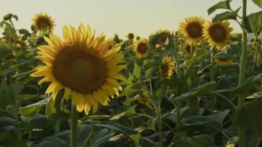 Napping Stray Cat Sitting on Concrete Floor.