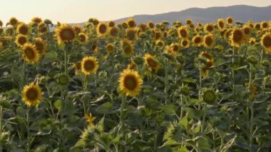 Sunflowers are usually harvested in the summer season with their magnificent colors. Provides Cooking Oil to All People of the World.