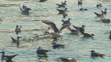 Seagulls Flying Above Ocean Water in Winter.