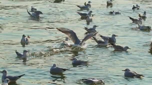 Seagulls Flying Ocean Water Winter — Video