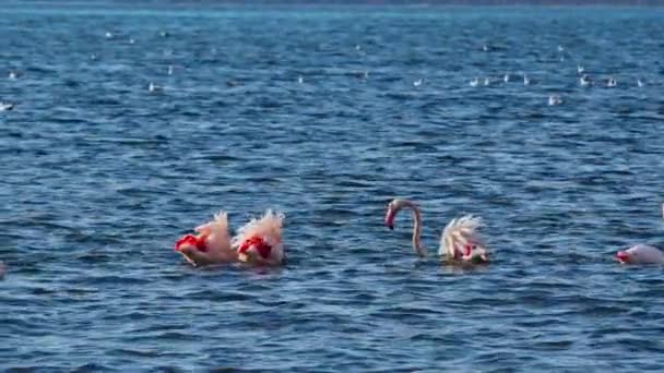 Flamingo Feeding Blue Water Sea Footage — Video