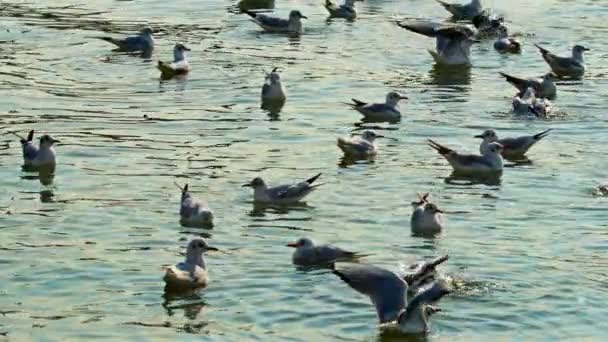 Seagull Taking Sea Waters Footage — Vídeo de Stock