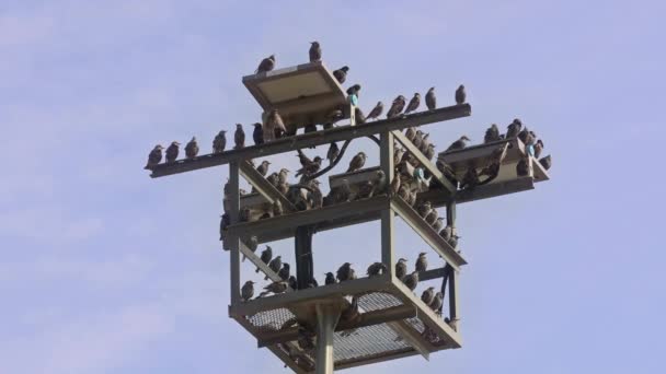 Flock Wild Birds Perched City Electric Light Pole — Stockvideo