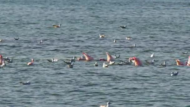 Seagulls Flamingos Feeding Ocean Water Footage — стоковое видео