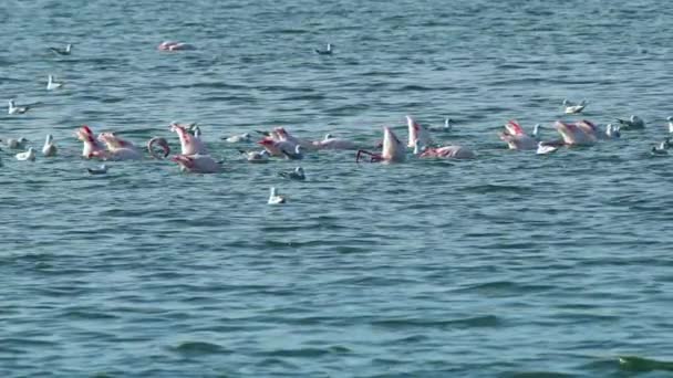Flock Pink Flamingos Hunting Ocean Footage — Stock video