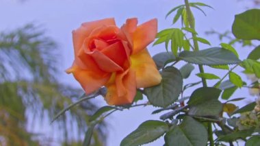 Orange Rose in the Garden Swinging in the Wind Footage.