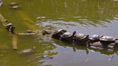 Water Turtles Resting on a Tree Branch in a Swamp Lake Footage.