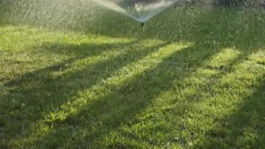 Water Sprinkler and Water Drops in the Grenn Grass Garden Footage.
