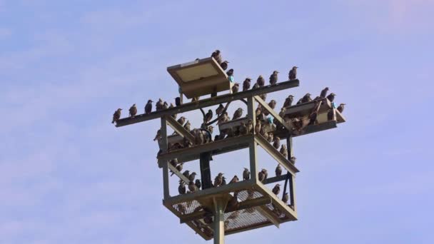 Starlings Birds Empoleirados Uma Filmagem Poste Lâmpada — Vídeo de Stock