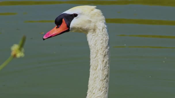 Close Head Beautiful Swan Floating Lake Footage — ストック動画