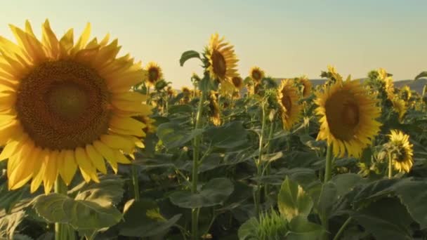 Sonnenblumen Wiegen Den Sonnenuntergangswind Der Feldaufnahme — Stockvideo
