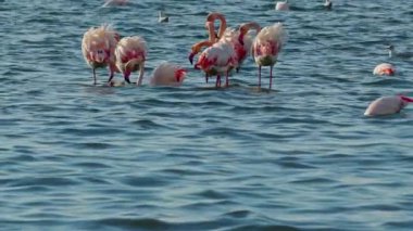 Flock of Graceful Birds Flamingo in the Sea Footage.