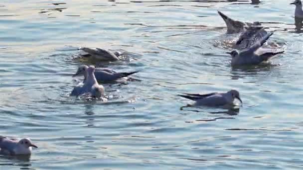 Flock Seagulls Bathing Sea Footage — Stockvideo