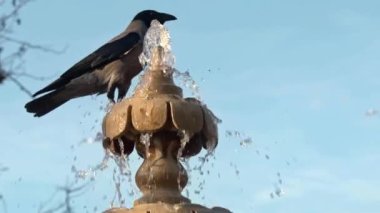 Black Crow Perched on Marble Fountain Footage.