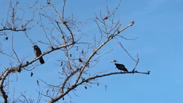 Dos Cuervos Posados Rama Seca Del Árbol Imágenes Invierno — Vídeos de Stock