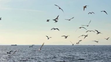 Seagulls and Skyline Horizon Flying Over the Endless Ocean Footage.