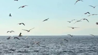 Seagulls and Skyline Horizon Flying Over the Endless Ocean Footage.