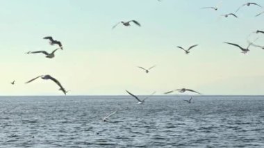 Seagulls and Skyline Horizon Flying Over the Endless Ocean Footage.
