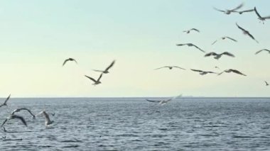 Seagulls and Skyline Horizon Flying Over the Endless Ocean Footage.
