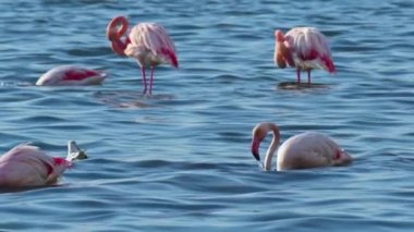 Flock of Flamingos Resting and Eating in the Salty Ocean in Summer Footage.