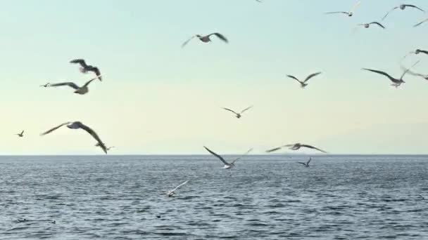 Måsar Och Skyline Horizon Som Flyger Över Ändlösa Havsband — Stockvideo