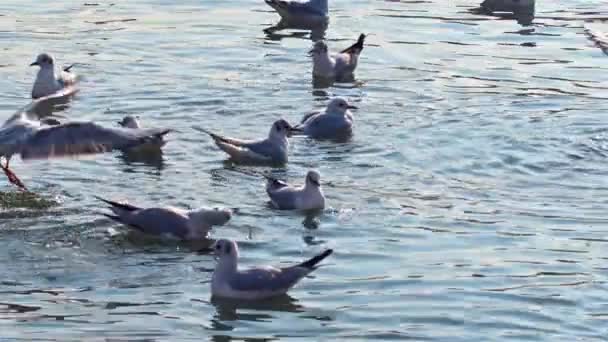 冬の映像の中で塩辛い海に休んでいるカモメのグループ — ストック動画