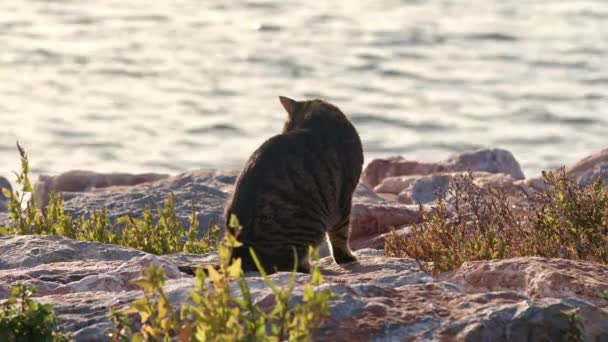 Tabby Stray Cat Filmagem Stony Sea Beach — Vídeo de Stock