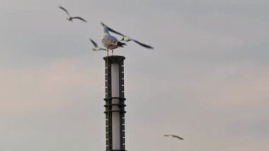 Seagull Perched on Electric Lighting Pole Looking at Flying Birds Footage.