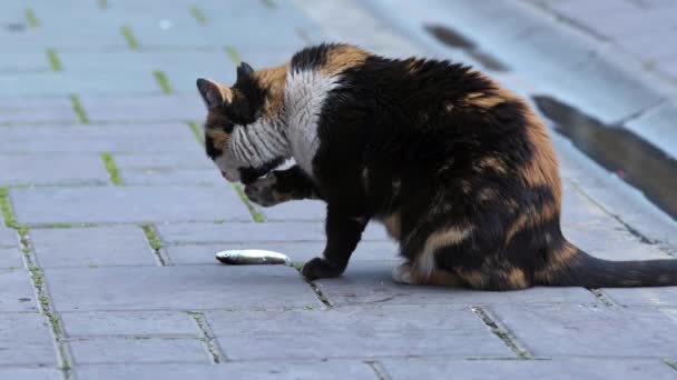 Mottled Stray Cat Licks His Legs Fish Meal Concrete Floor — 图库视频影像