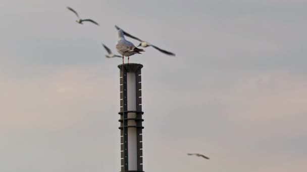 Möwe Hockt Auf Elektrischem Lichtmast Und Betrachtet Fliegende Vögel — Stockvideo