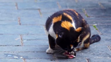 Mottled Colorful Stray Cat Eating Fish On Concrete Floor Footage.