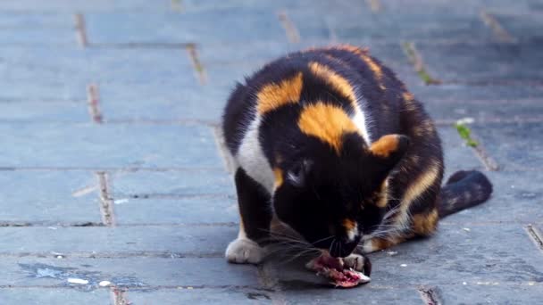 Moteado Colorido Gato Callejero Comiendo Pescado Concreto Piso Filmación — Vídeos de Stock