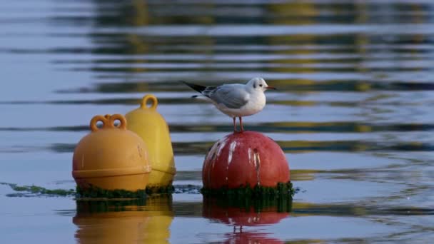 Seagull Standing Plastic Buoy Sea Footage — Video Stock