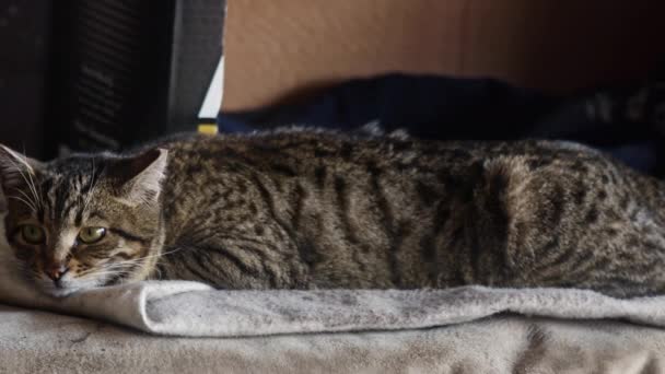 Stressed Tabby Cat Breathing Intermittently Filmagem — Vídeo de Stock