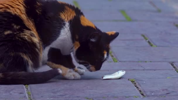 Mottled Colorful Stray Cat Eating Fish Concrete Floor Footage — Stok video