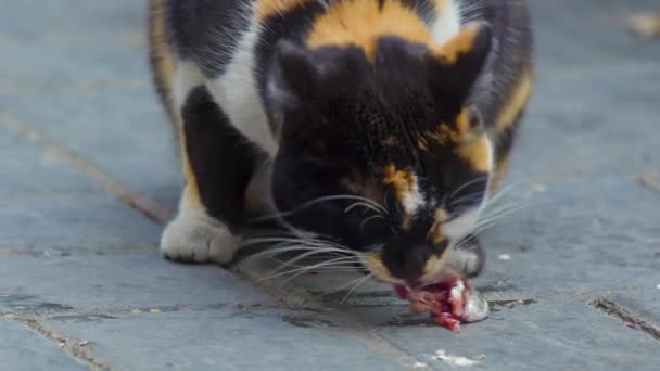 Mottled Colorful Stray Cat Eating Fish Concrete Floor Footage — Vídeo de Stock