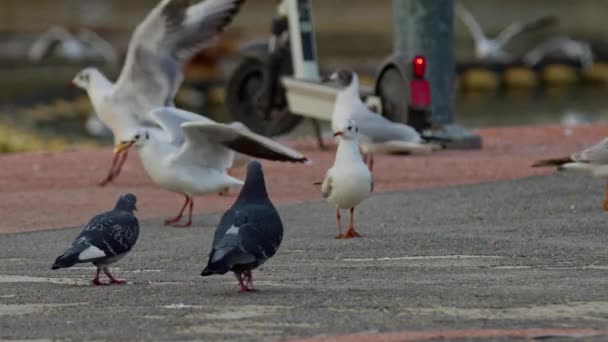 Wild Birds Eating Bread Concrete Floor Footage — Video Stock