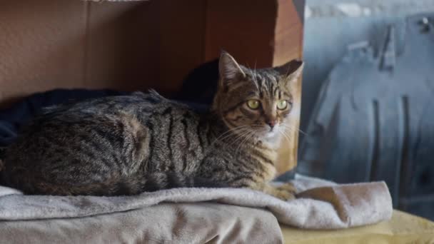 Stressad Tabby Cat Andning Intermittent Filmer — Stockvideo