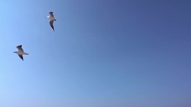 两只海鸥在蔚蓝的天空中飞翔 — 图库视频影像