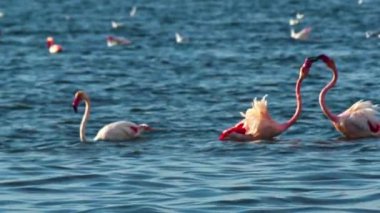 Flamingo Flock Silhouette Fishing in Turquoise Sea Water.