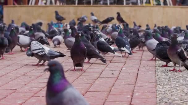 Wild City Pigeon Birds Walking Concrete Floor Park Footage — Stock video