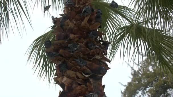 Wild Pigeons Perched Palm Tree Trunk Footage — стоковое видео